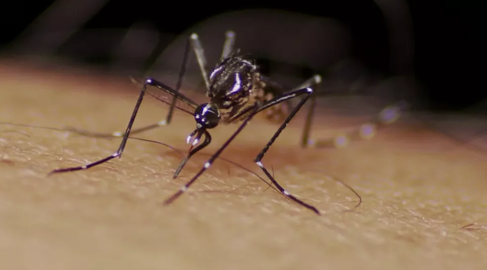 Fortaleza registra primeira morte por chikungunya em 2022